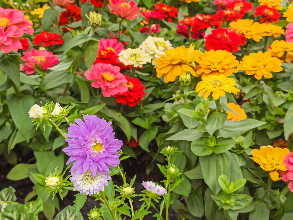 Flores en la Plaza Quetzalcóatl